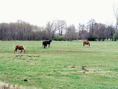 Kaum einen Kilometer weiter ist gleich eine kleine Herde auf der Koppel.