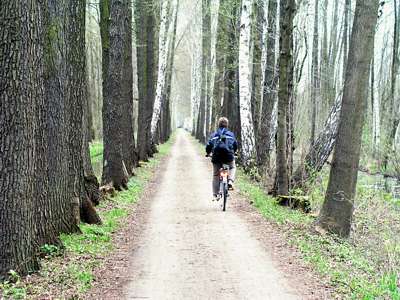 Der Weg verläuft meist schnurgerade durch den "Zauberwald".