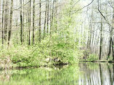 Der Fr&uuml;hling bricht sich Bahn - &uuml;berall setzt sich das zarte Gr&uuml;n durch. Ein Wald aus hohen B&auml;umen umgibt uns.