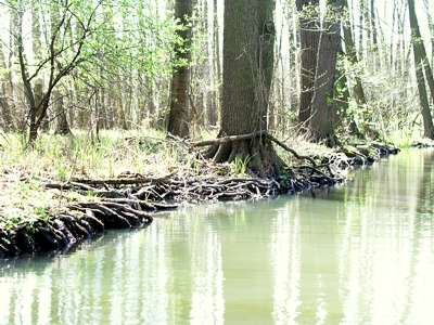 Durch das Wasser freigesp&uuml;lt bilden sie ein nat&uuml;rliches Ufer.