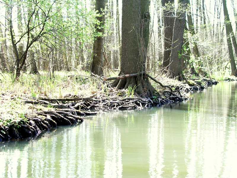 Durch das Wasser freigesp&uuml;lt bilden sie ein nat&uuml;rliches Ufer.