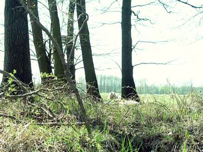 N&ouml;rdlich der Hochwald, s&uuml;dlich - wie hier zu sehen - weite moorige Wiesen und Schafe gibt es auch.