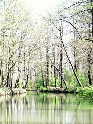 Noch sind wir im Wald - nach der Eiche paddelt man durch Wiesen.