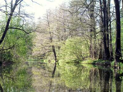 Wir sind auf der breiten Hauptspree und paddeln in Richtung Westen.