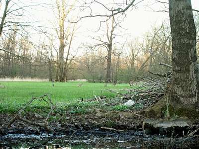 Auf der n&auml;chsten Wiese be&auml;ugen uns die Rehe erst mi&szlig;trauisch...