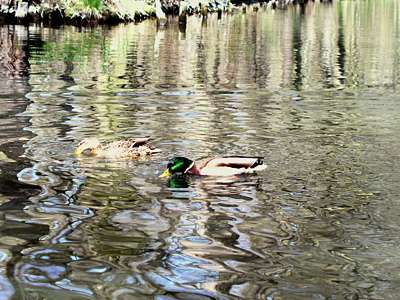 Die Enten sind im Spreewald unvermeidlich, besonders viele gibt es auf der Hauptspree.
