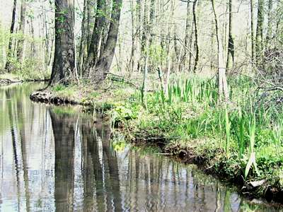 Manchmal wirkt das Ufer ein wenig wie Urwald.