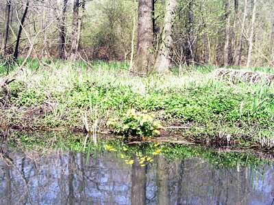 Einmal mehr Sumpfdotterblumen am Ufer.