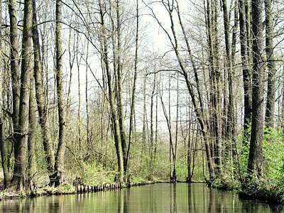Auf dem Leiper Graben in Richtung Norden, der Hochwald ist sehr hoch, das Wasser findet kaum Platz auf dem Bild.