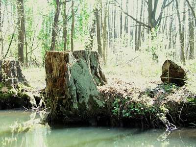 Das Holz ist wohl von einer Krankheit, einem Pilz oder ähnlichem befallen. So musste der Baum sicherheitshalber gefällt werden, ehe er in das Fließ stürzen konnte.