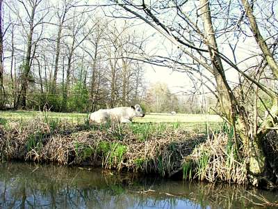 Es gibt noch andere Tiere - die K&uuml;he zeigen, dass wir wieder in bewohntem Gebiet sind.