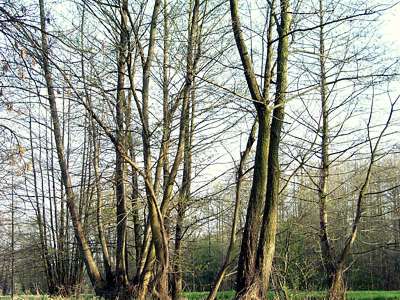 In diesem Baum gibt es Sch&auml;dlinge, sonst h&auml;tte der Buntspecht nicht geh&auml;mmert! Leider war er schneller.
