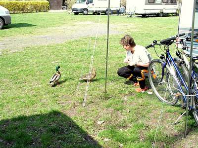 Es dauert eine ganze Weile, bis Enten so satt sind.