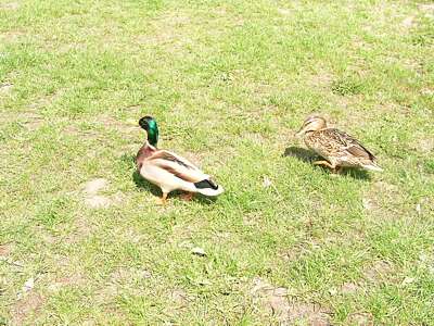 Sie haben genug, man beachte die grazile Beinhaltung der Ente (ja, bin kein Fan von ihr).
