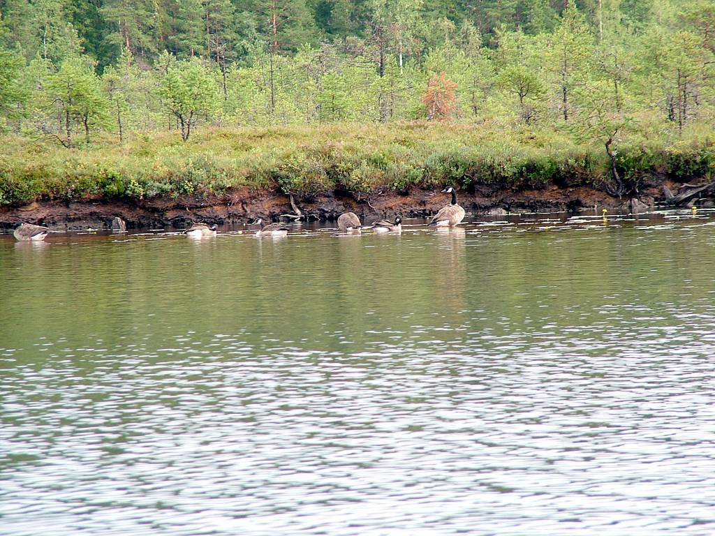 Am Ufer sehen wir geschäftige und laute Graugänse.