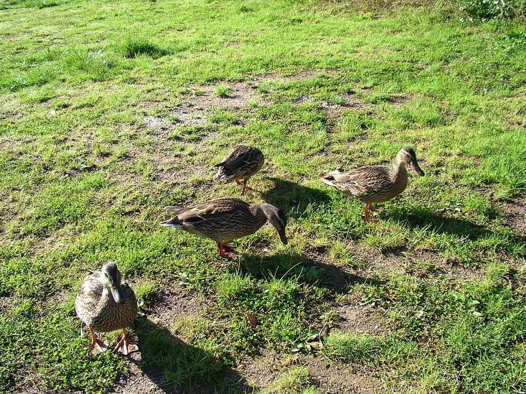 Da sind sie wieder, doch - sie haben sich verdoppelt. Es hat sich wohl herumgesprochen, Evi füttert Enten.