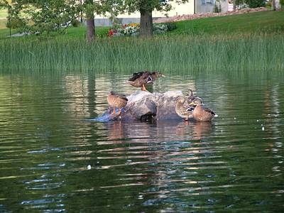 Die Enten haben eine eigene Insel.