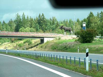 ...der riesige Elch an der Autobahnbrücke.